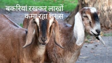 कलेक्टर की नौकरी छोड़ खोला Goat Bank नरेंद्र मोदी ने की जम के तारीफ जानिए सफलता की कहानी