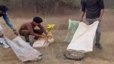 किसान के खेत से एक साथ 5 अजगर का रेस्क्यू