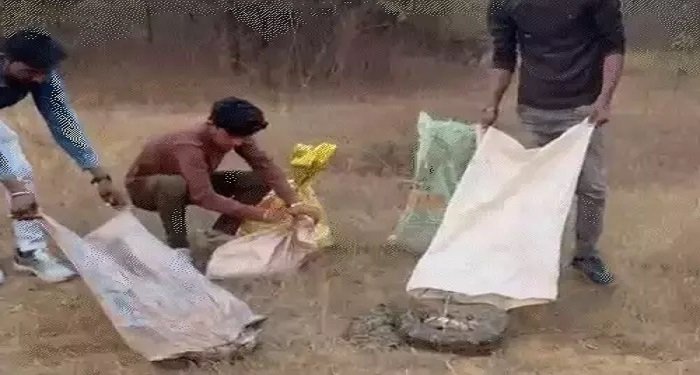 किसान के खेत से एक साथ 5 अजगर का रेस्क्यू